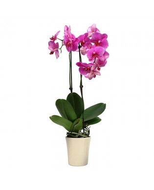 Orchid Phalaenopsis Pink