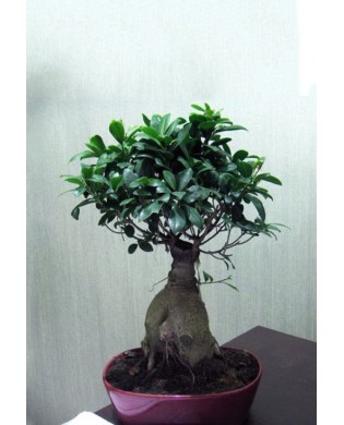 Medium bonsai microphulis