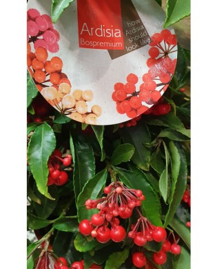 Ardisia