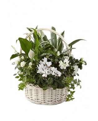 Plants in a basket