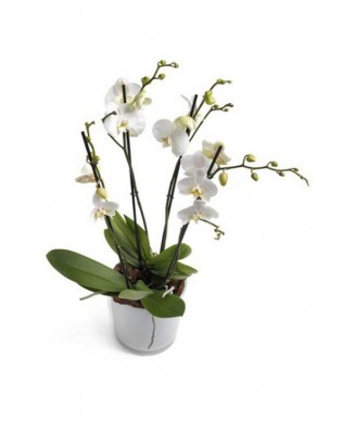 Two white phalaenopsis
