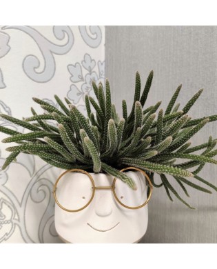Rhipsalis in a child with glasses looking pot